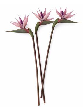 Blush Mauve Bird of Paradise Stems Set of 3 Faux Tropical Flowers 30 Inch Dusty